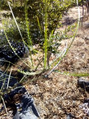 Parkinsonia aculeata