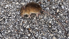 Reithrodontomys fulvescens