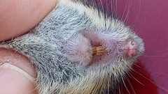 Reithrodontomys fulvescens