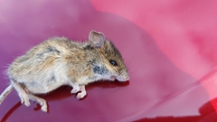 Reithrodontomys fulvescens