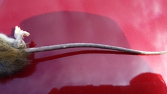Reithrodontomys fulvescens