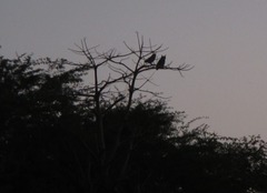 Bubo