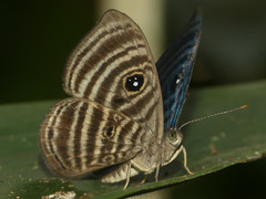 Mesosemia antaerice