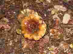 Tricholoma ustaloides