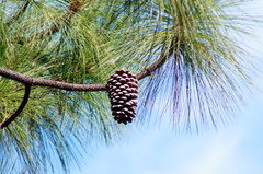 Pinus montezumae