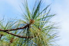 Pinus montezumae