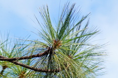 Pinus montezumae