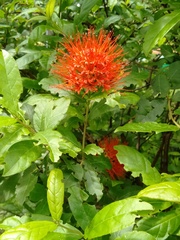 Combretum constrictum