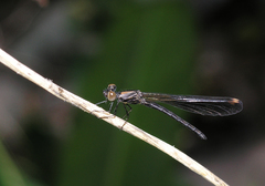 Aristocypha fenestrella