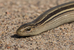 Ophiodes vertebralis