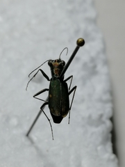 Cylindera germanica