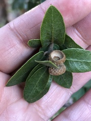 Quercus toumeyi