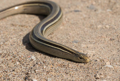 Ophiodes vertebralis