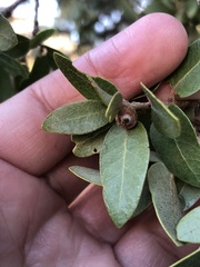 Quercus toumeyi