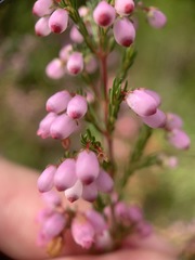 Orophanes