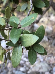 Quercus toumeyi