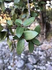Quercus toumeyi