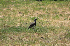 Vanellus chilensis chilensis