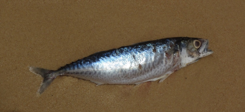 Kolyoz (Scomber colias)