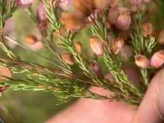 Orophanes