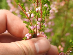 Orophanes