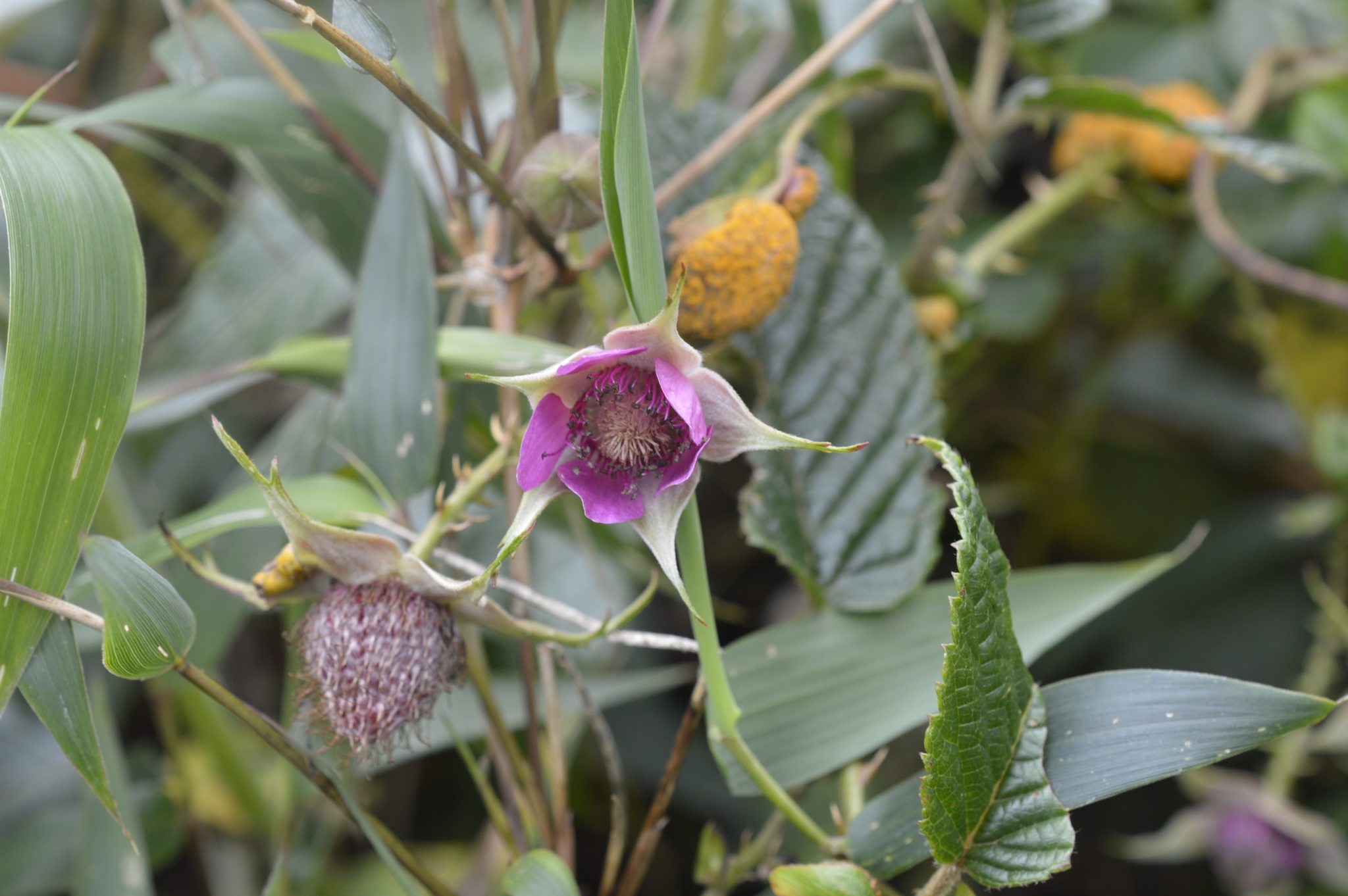 Rubus roseus image