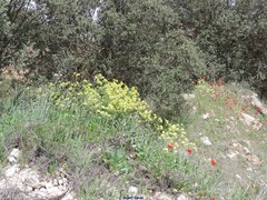 Biscutella valentina