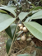 Jasminum lanceolarium