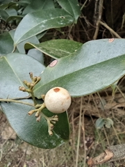 Jasminum lanceolarium