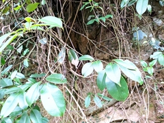 Jasminum lanceolarium