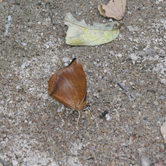 Charaxes bernardus hierax
