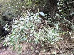 Jasminum lanceolarium