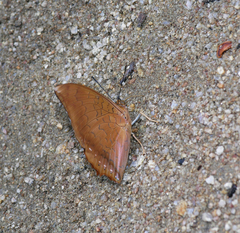 Charaxes bernardus hierax