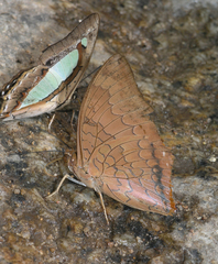Charaxes bernardus hierax