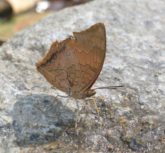 Charaxes bernardus hierax