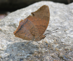 Charaxes bernardus hierax