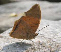 Charaxes bernardus hierax