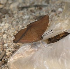 Charaxes bernardus hierax
