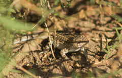 Liolaemus wiegmannii