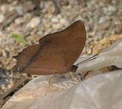 Charaxes bernardus hierax