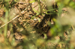 Liolaemus wiegmannii