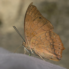 Charaxes bernardus hierax