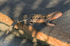 Liolaemus wiegmannii