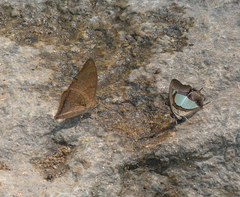 Charaxes bernardus hierax