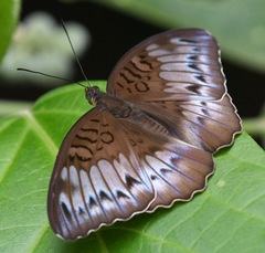 Tanaecia iapis puseda