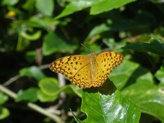 Phalanta phalantha phalantha