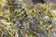 Scytinium dactylinum