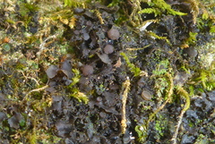 Scytinium dactylinum