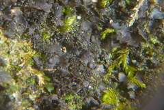 Scytinium dactylinum