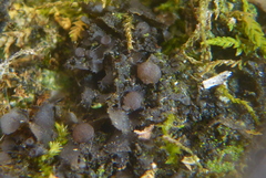 Scytinium dactylinum